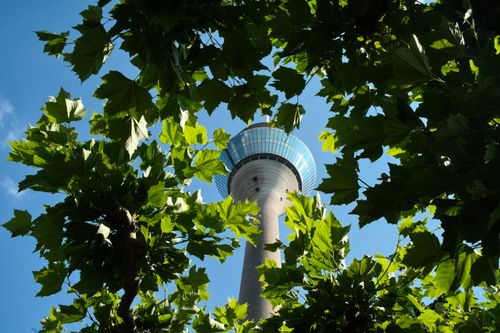Free View of the Rheinturm Tower through vibrant green leaves in Düsseldorf, Germany. Stock Photo
