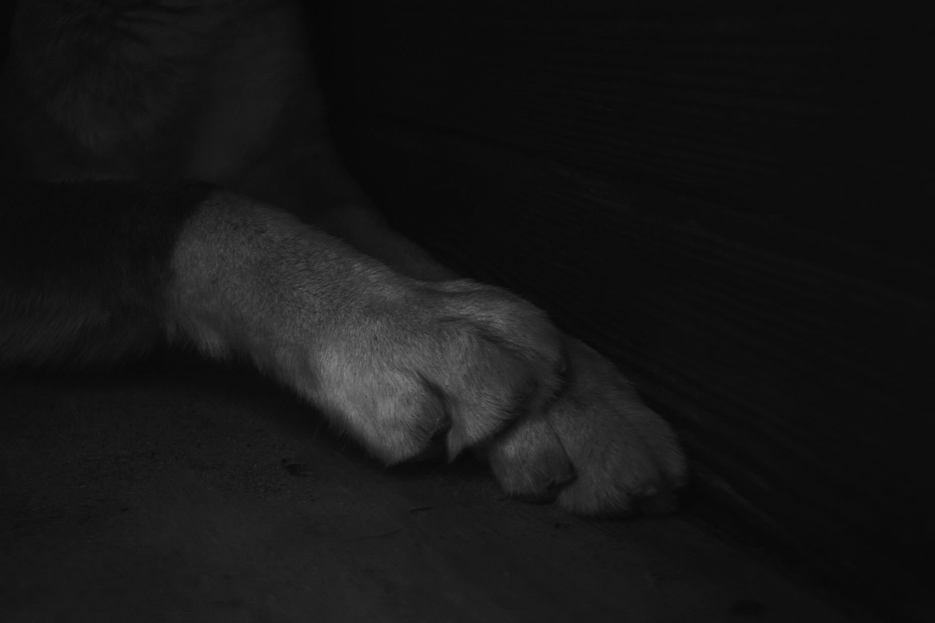 Portrait of a dog at a veterinary clinic