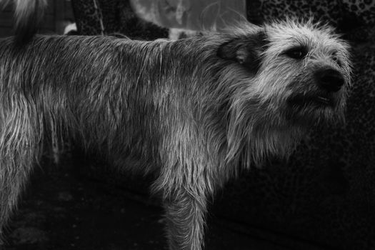 Grayscale image of a shaggy dog standing outdoors, expressive and rustic.