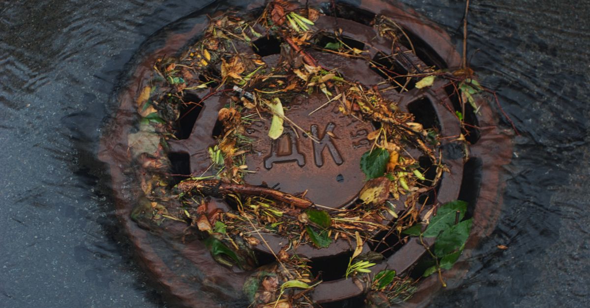 Avaloir de rue obstrué par les feuilles mortes sous la pluie