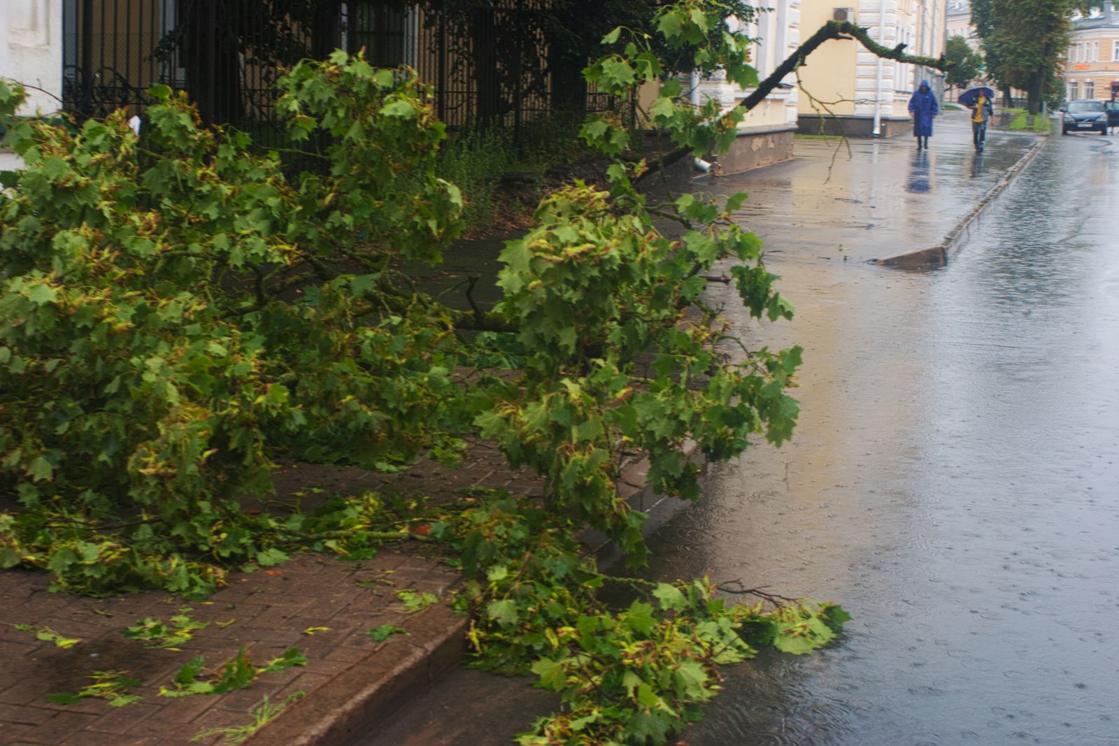 A heavy tree limb down across a wet street after a storm.