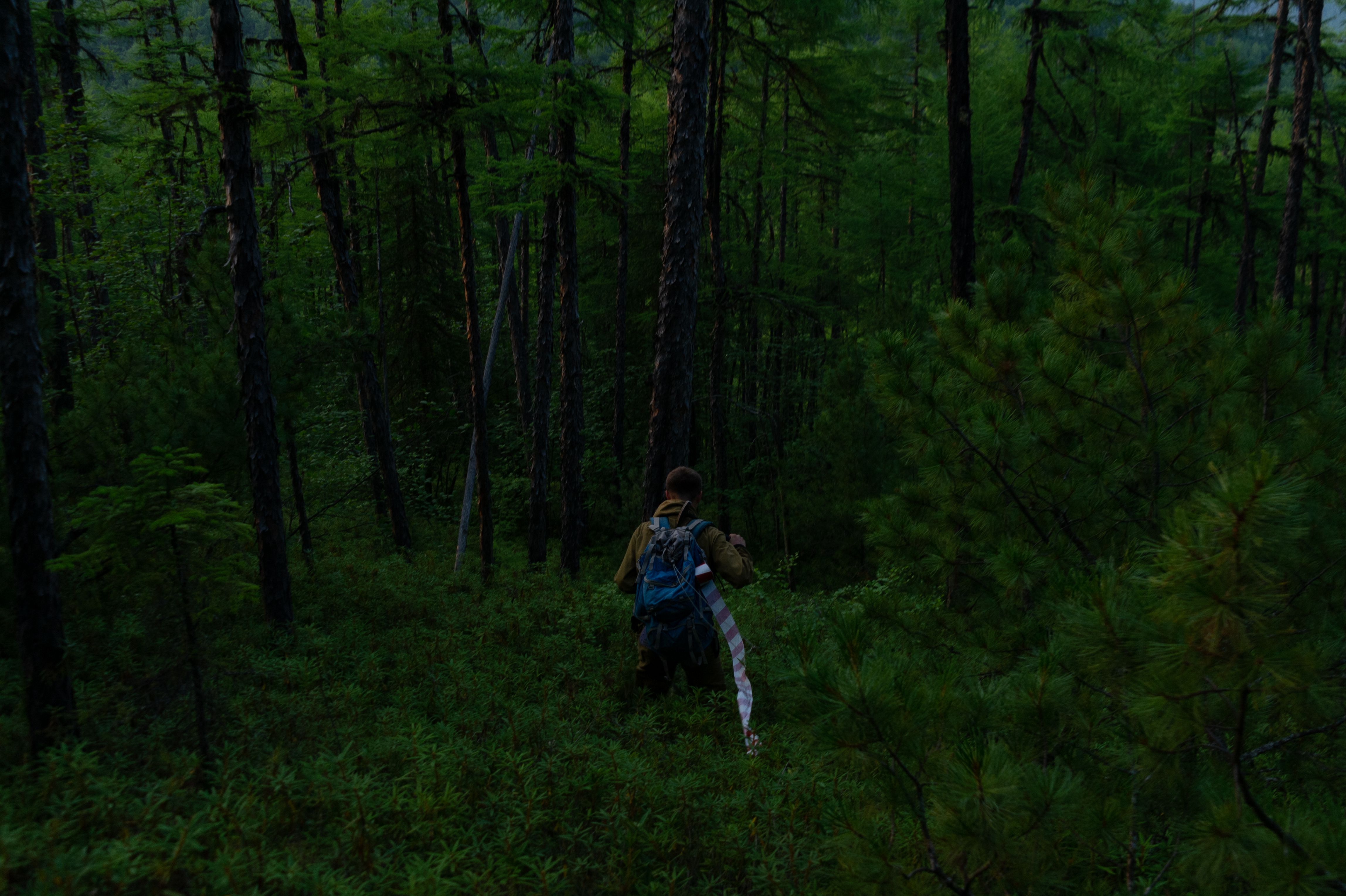 A man with a backpack treks through a lush green forest, surrounded by tall trees.