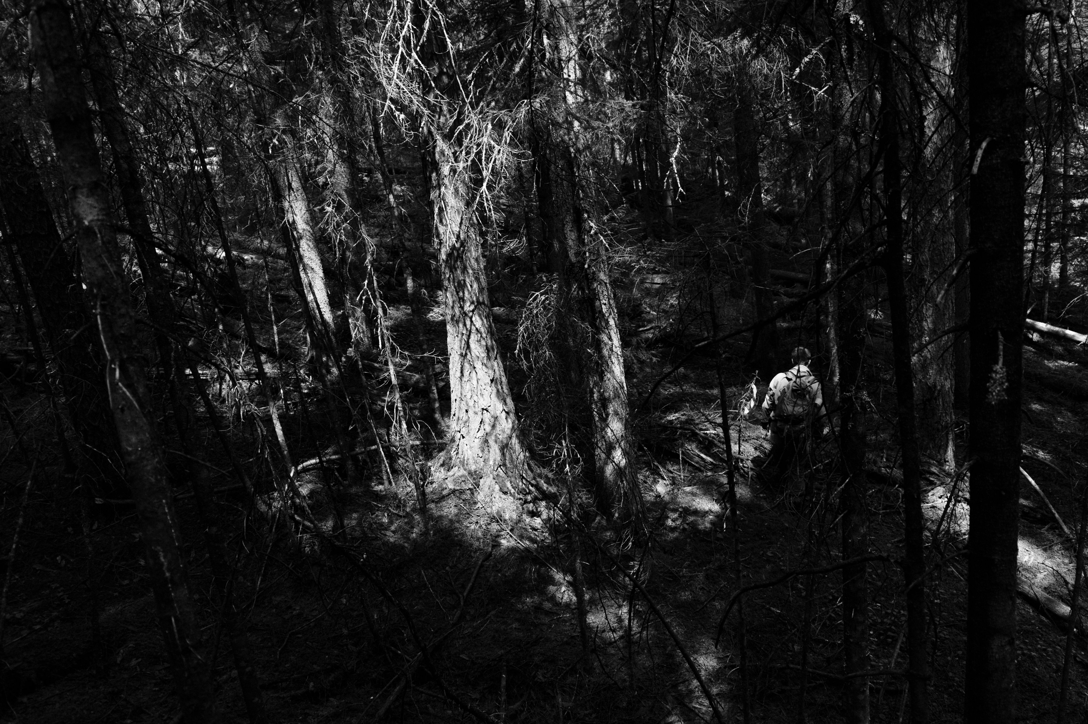 A person stands amidst a dense, shadowy forest, creating a mysterious and moody atmosphere.