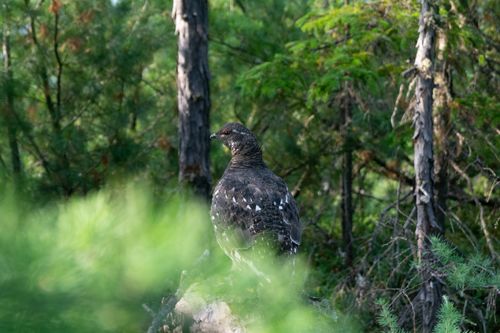 Free A grouse perched on a rock surrounded by dense green forest foliage during the day. Stock Photo