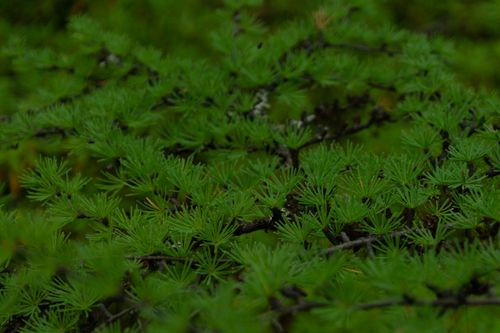 Free Detailed view of vibrant pine branches with lush green needles in natural setting. Stock Photo