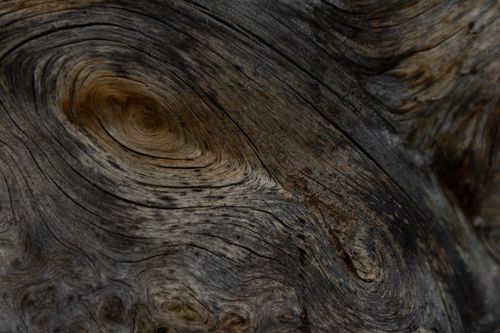 Free Highly detailed view of weathered wood grain highlighting natural textures and patterns. Stock Photo