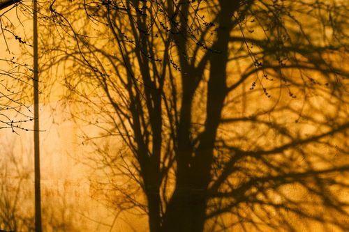 Free Silhouetted tree branches cast intricate shadows against a golden wall, evoking an autumn mood. Stock Photo