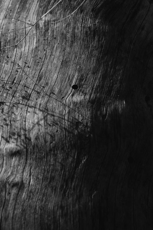 Free Textured black and white photo capturing the intricate patterns of weathered tree bark. Stock Photo