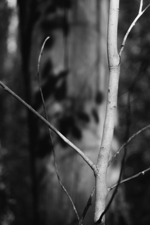 Free Artistic black and white photo of a tree branch in a forest setting. Stock Photo