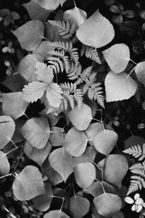 Free Black and white arrangement of various leaves creating elegant natural patterns. Stock Photo