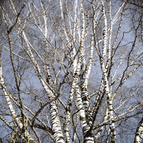 Free A view of tall birch trees with white bark reaching toward a clear blue sky. Stock Photo