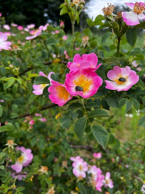 Free A close-up of vivid pink dog roses blooming in a lush garden, conveying summer beauty. Stock Photo