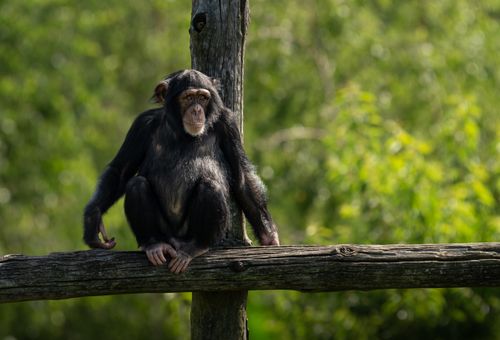 Free A young chimpanzee sits on a wooden log amidst lush greenery, captured during the day. Stock Photo