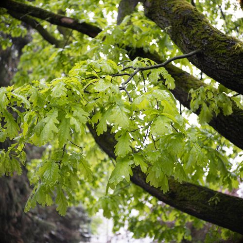 Free Close-up of green oak leaves with raindrops on branches, highlighting spring rejuvenation. Stock Photo
