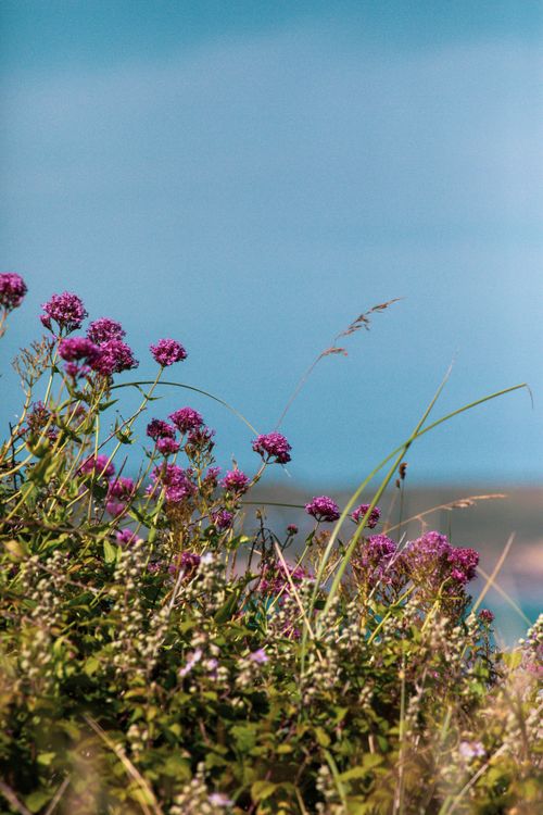 Free Vibrant wildflowers blossoming under a clear sky in the picturesque English countryside during summer. Stock Photo