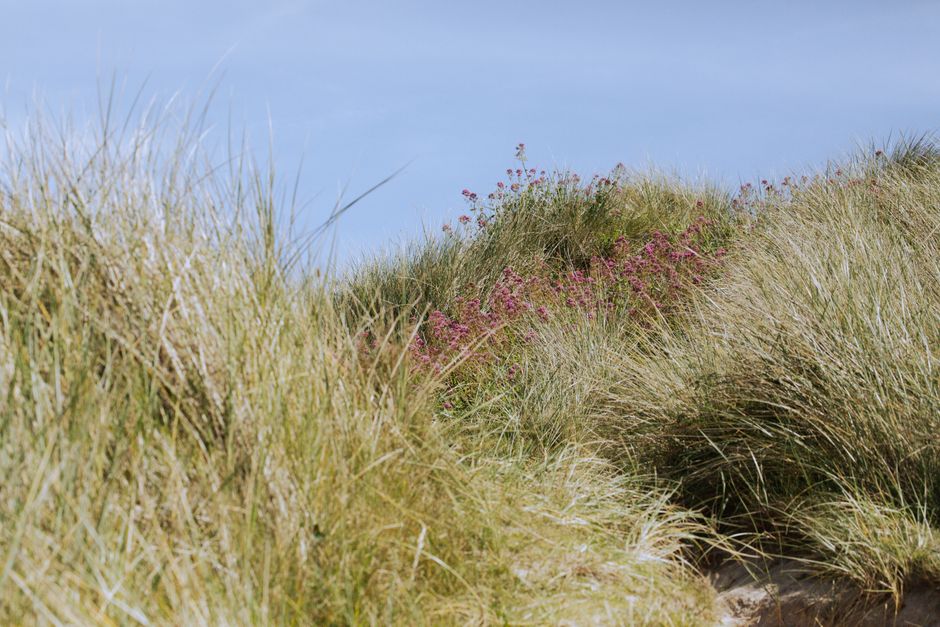 Studland NNR — view 1