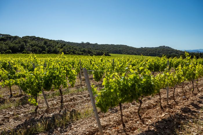 Vignoble de Côtes de Provence