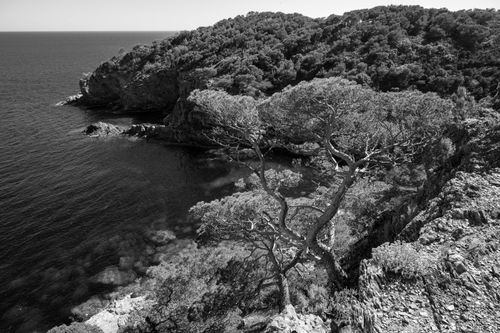 Free Stunning black and white view of rocky coast and pine tree in Provence, France. Stock Photo