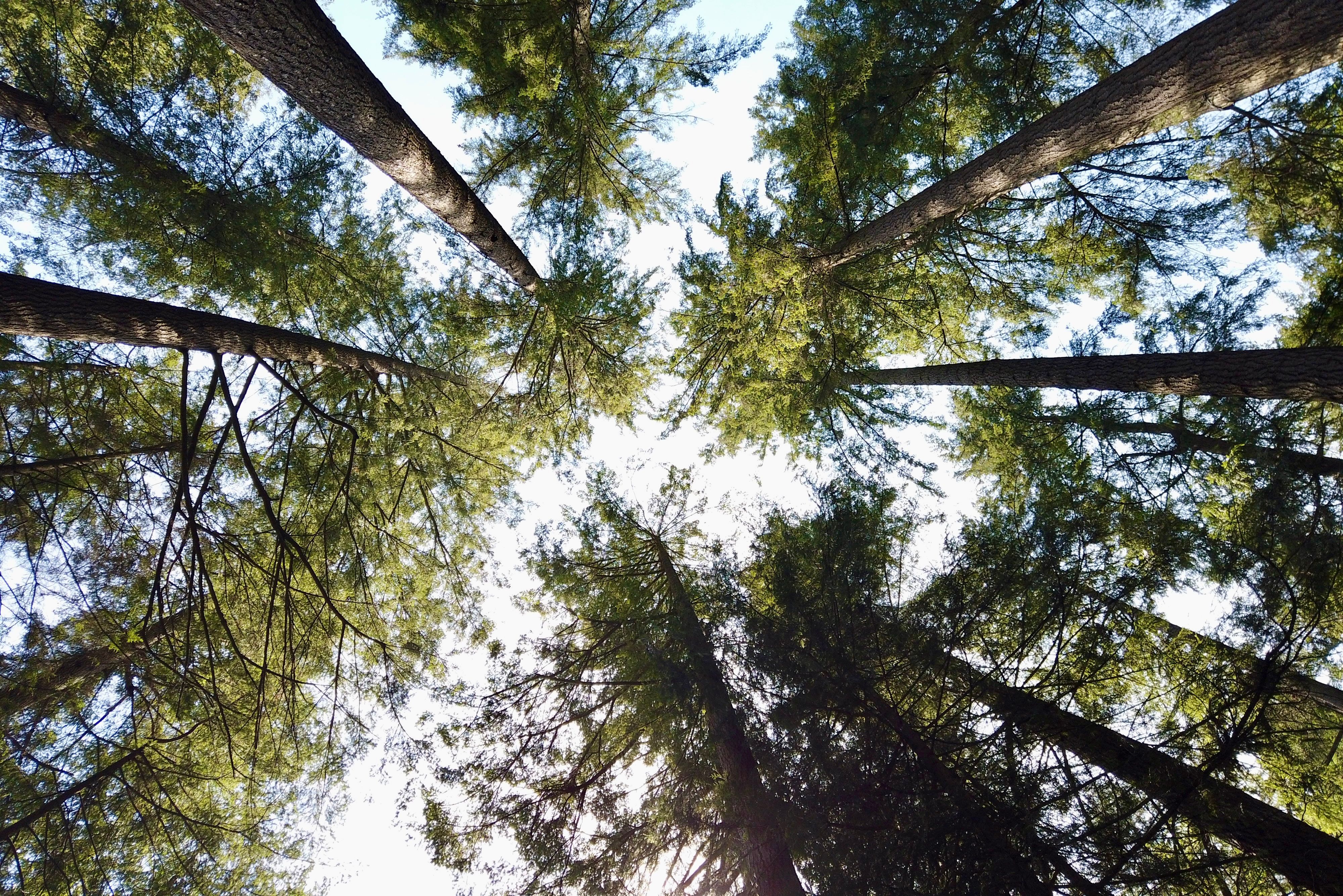 Tall evergreen trees reaching toward blue sky in Vancouver BC — pruning evergreen trees in Surrey BC
