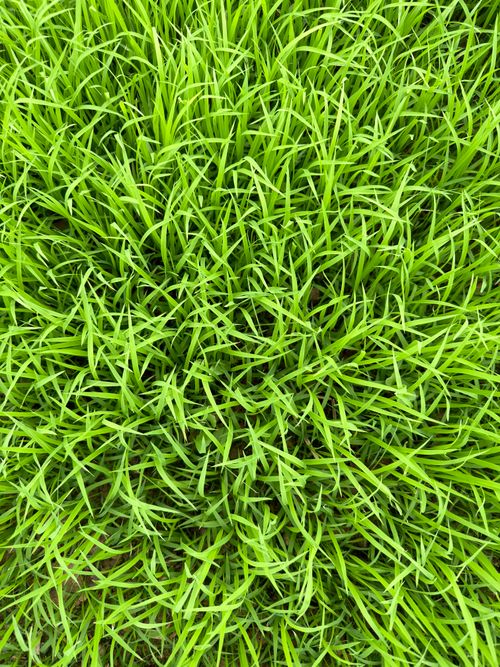 Free Close-up view of lush, vibrant green grass in a natural setting in India. Stock Photo