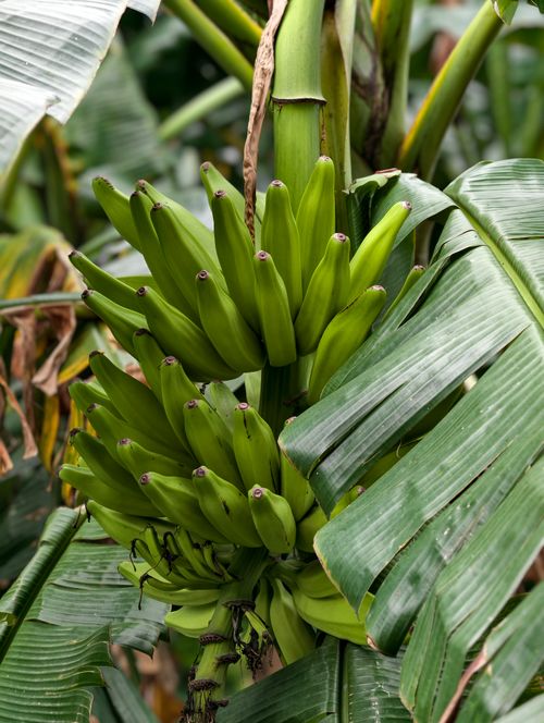 Free Close-up of vibrant green bananas growing amidst tropical banana leaves. Stock Photo