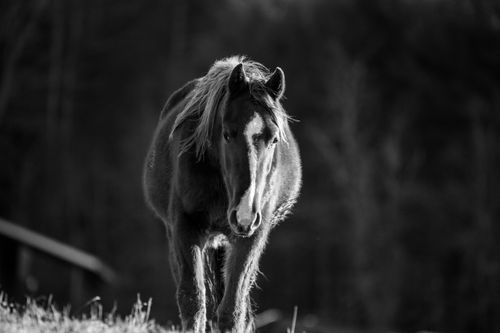 Free A black and white portrait of a horse in a natural setting during daytime. Stock Photo