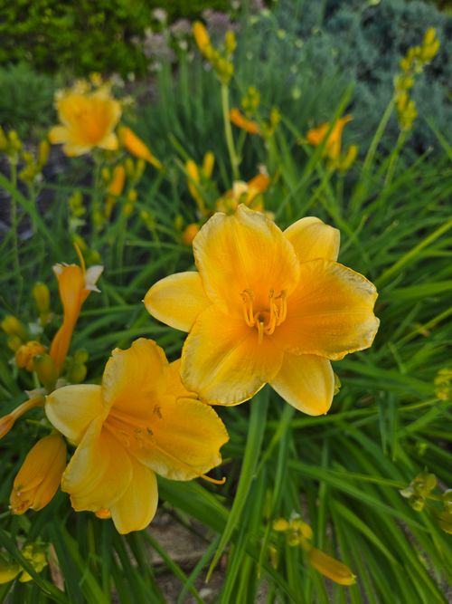 Free Vivid yellow daylilies in full bloom, capturing the essence of summer's vibrant beauty. Stock Photo