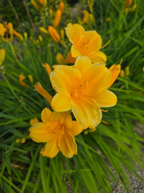 Free Bright yellow daylilies blooming beautifully in an outdoor garden setting, capturing nature's vivid charm. Stock Photo