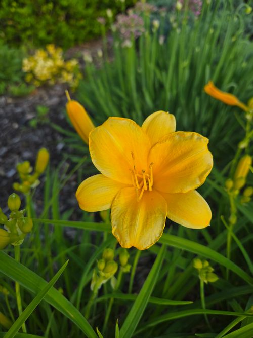 Free Bright yellow daylily in a garden setting, showcasing vivid colors and lush greenery. Stock Photo