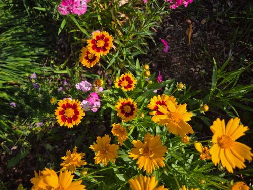 Free Colorful garden flowers blooming in the sunlight, showcasing nature's beauty. Stock Photo