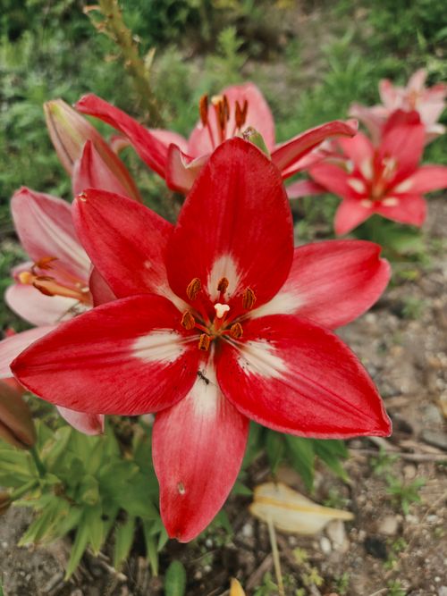 Free Bright red lilies in full bloom showcasing vivid colors in a summer garden setting. Stock Photo
