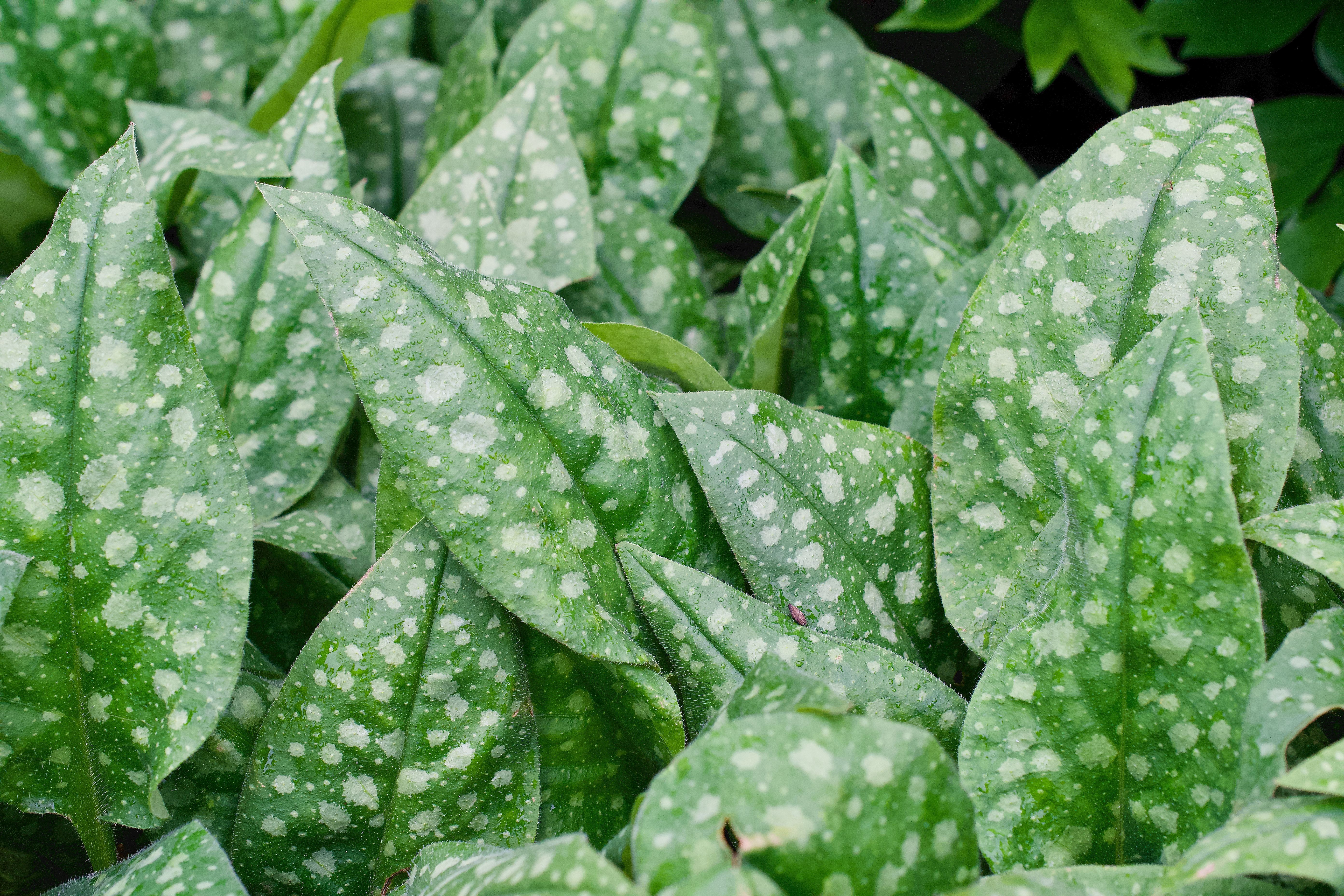 Lungwort Herb Botanical Photo