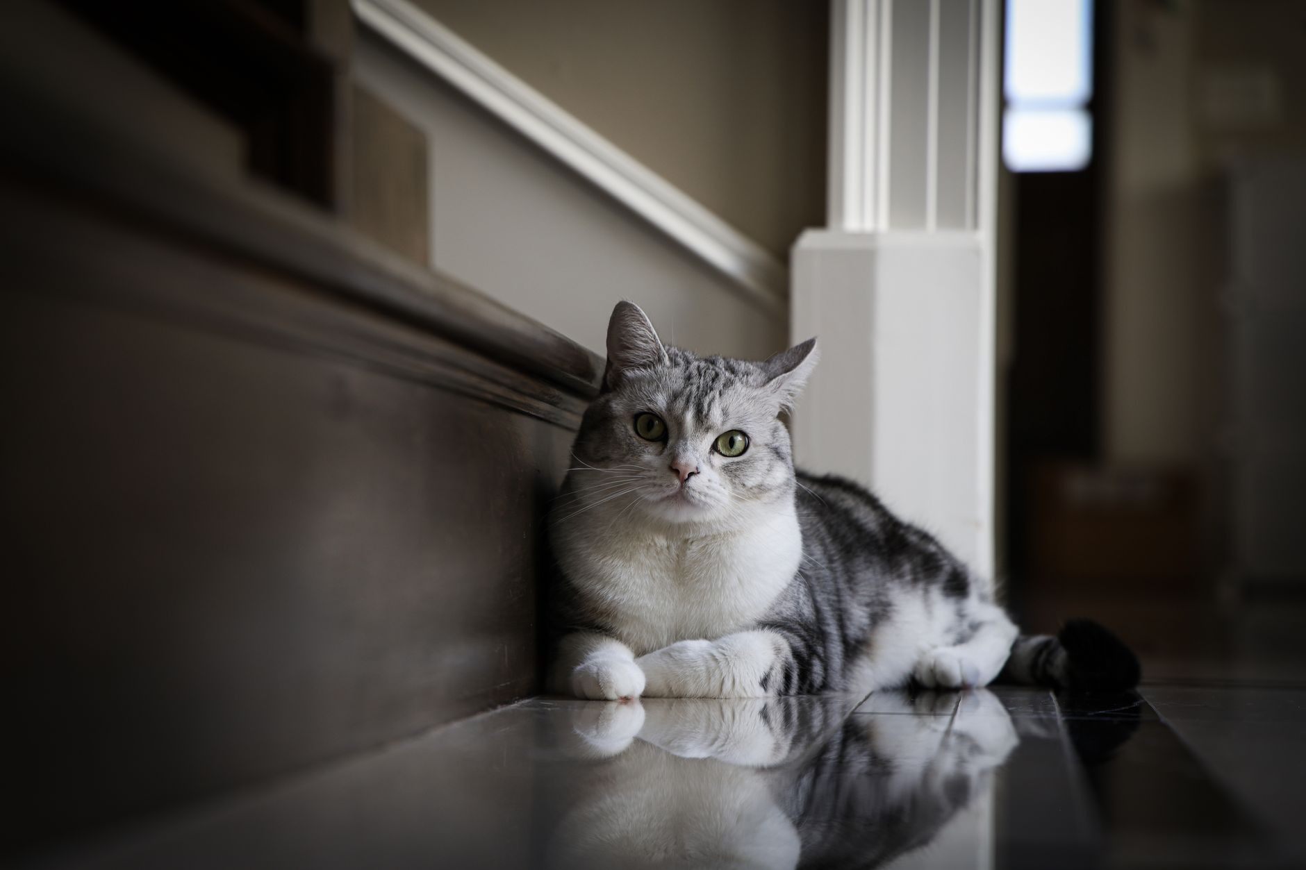Portrait of a cat at a veterinary clinic