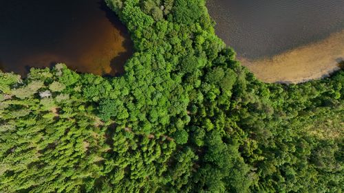 Free Vibrant aerial view of a dense green forest next to a shimmering lake in Tenhult, Sweden. Stock Photo