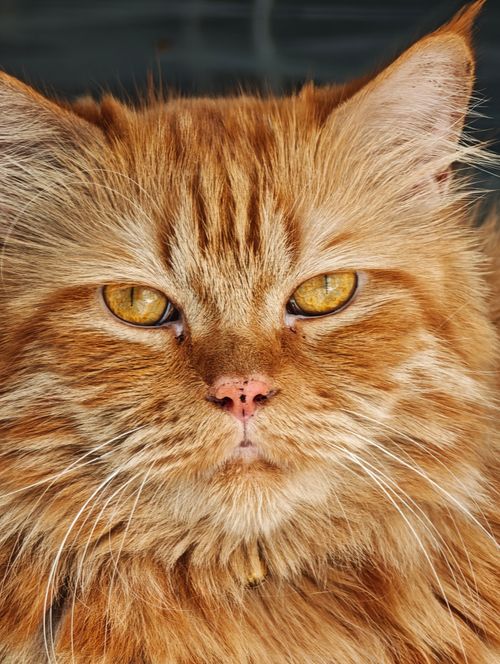 Free Detailed close-up of an orange tabby cat with striking eyes. Stock Photo