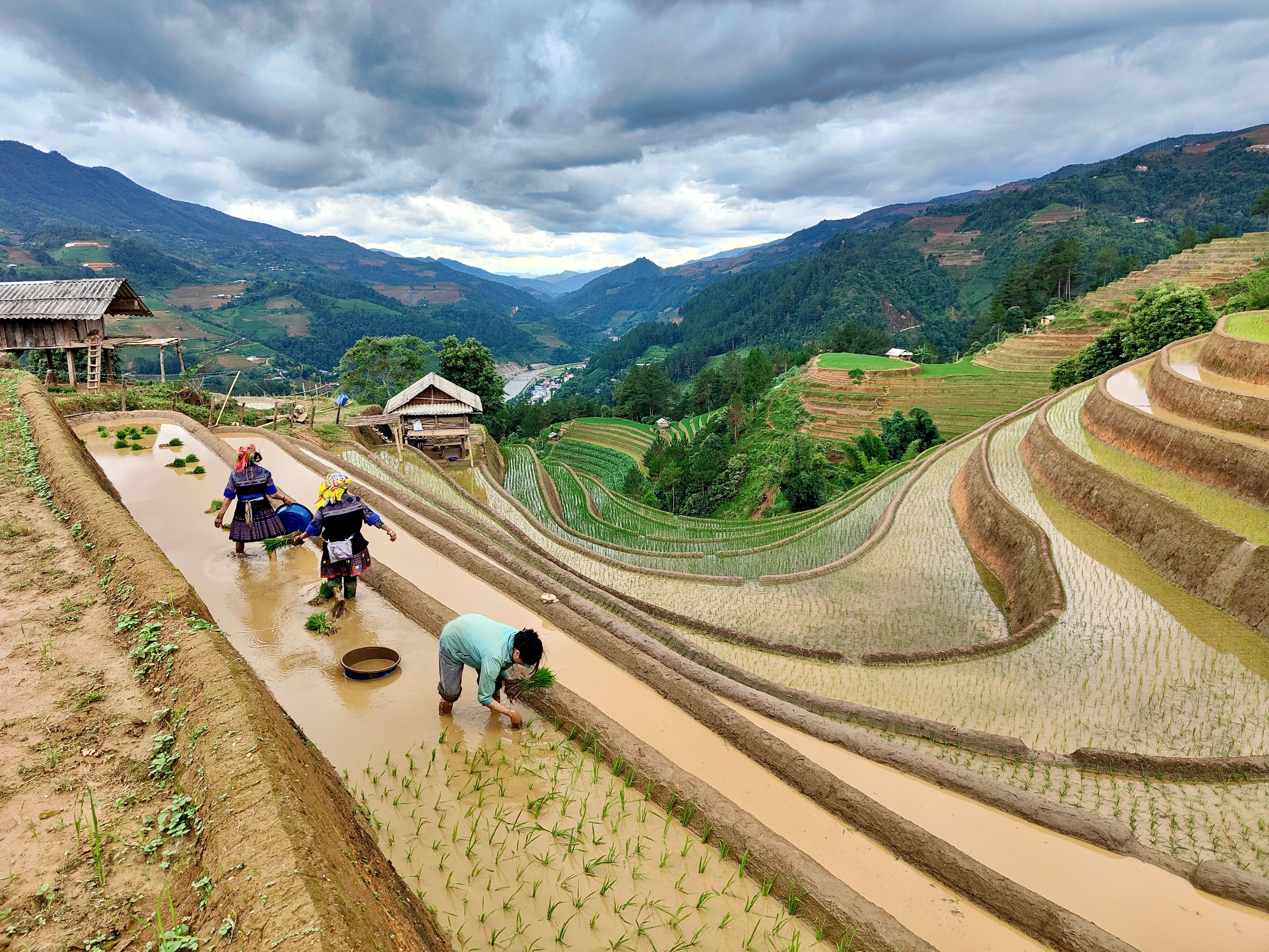 Farmers planting rice on terraced fields in scenic mountainous Vietnam landscape.