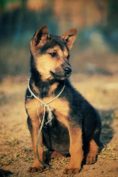 Charming German Shepherd puppy sitting outdoors with a curious gaze.