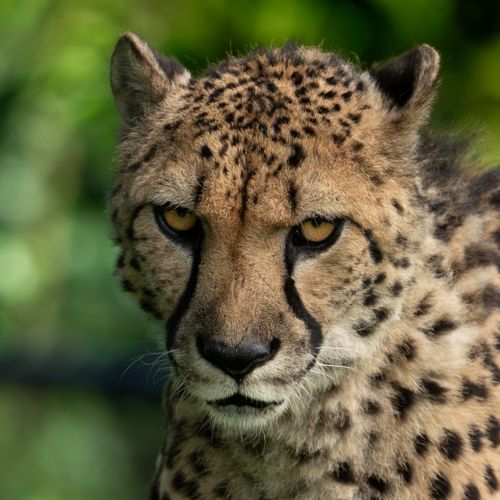 Free Close-up of a cheetah's face with piercing eyes and distinctive spots, set against a natural backdrop. Stock Photo