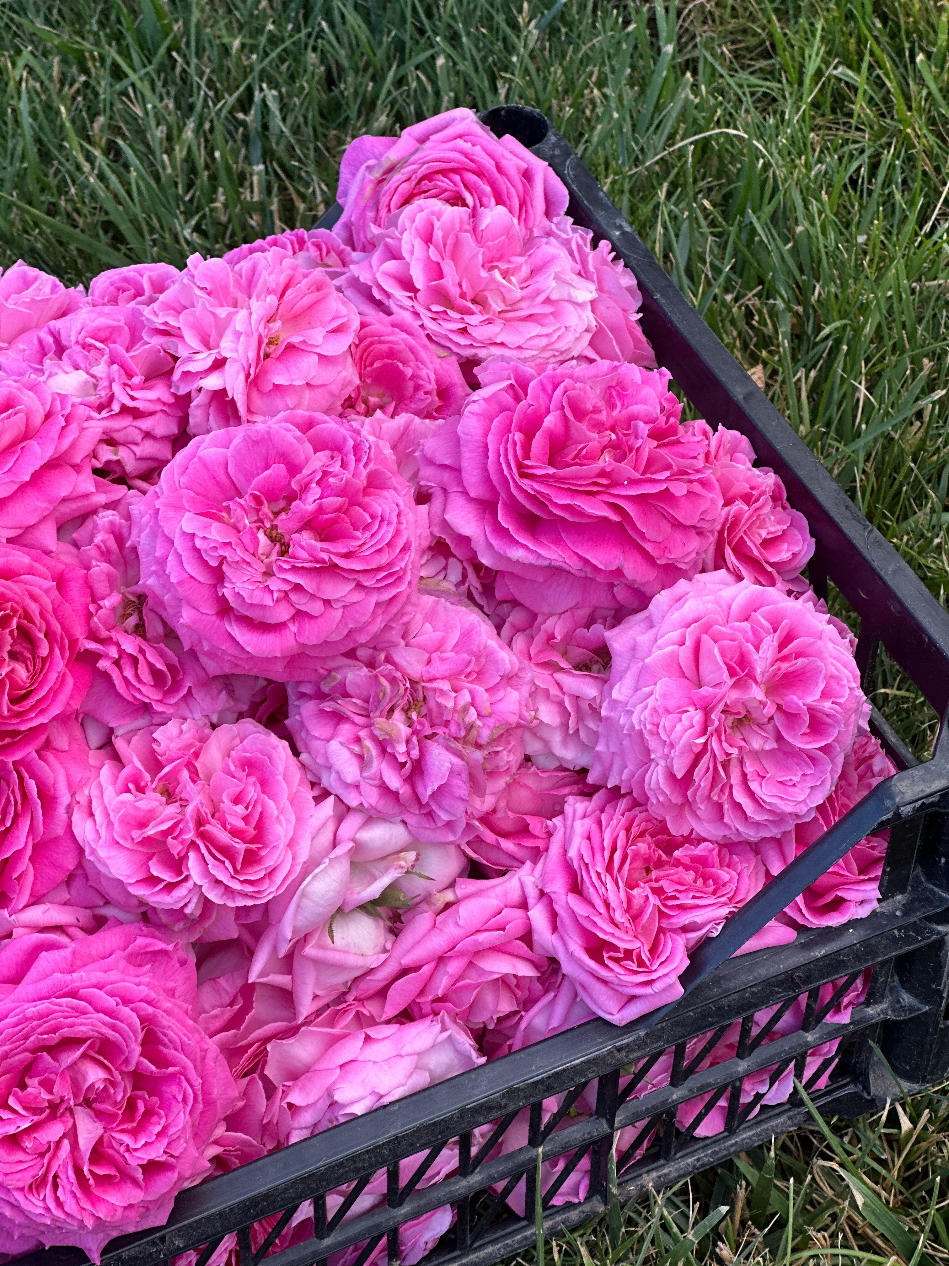A collection of fresh pink roses filled in a black crate, resting on green grass.