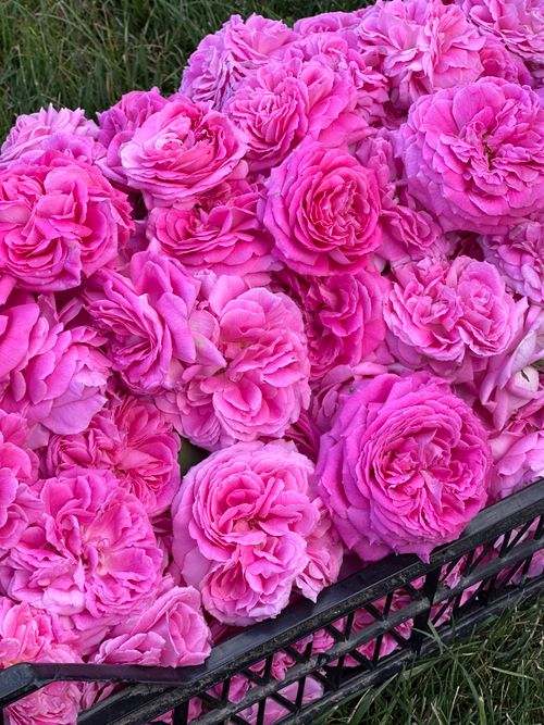 Free A basket filled with bright pink roses arranged outdoors, offering a vivid display of floral beauty. Stock Photo
