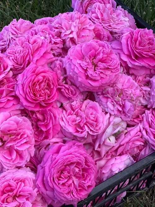 Free A vibrant collection of pink roses fills a basket, perfect for floral decor inspiration. Stock Photo