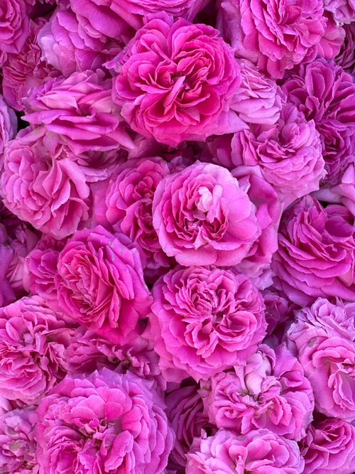 Free Stunning close-up of vibrant pink roses, showcasing texture and color, perfect for floral themes. Stock Photo