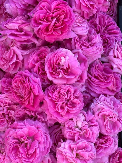 Free A beautiful cluster of vibrant pink roses showcasing their intricate petals in full bloom. Stock Photo
