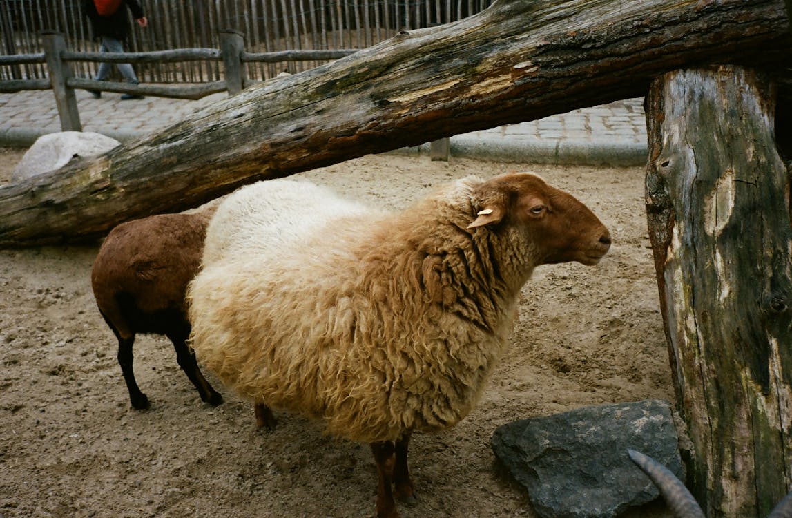 sheep side view