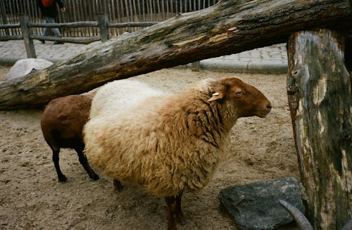 Side view of fluffy domestic sheep standing in enclosure of countryside in daytime