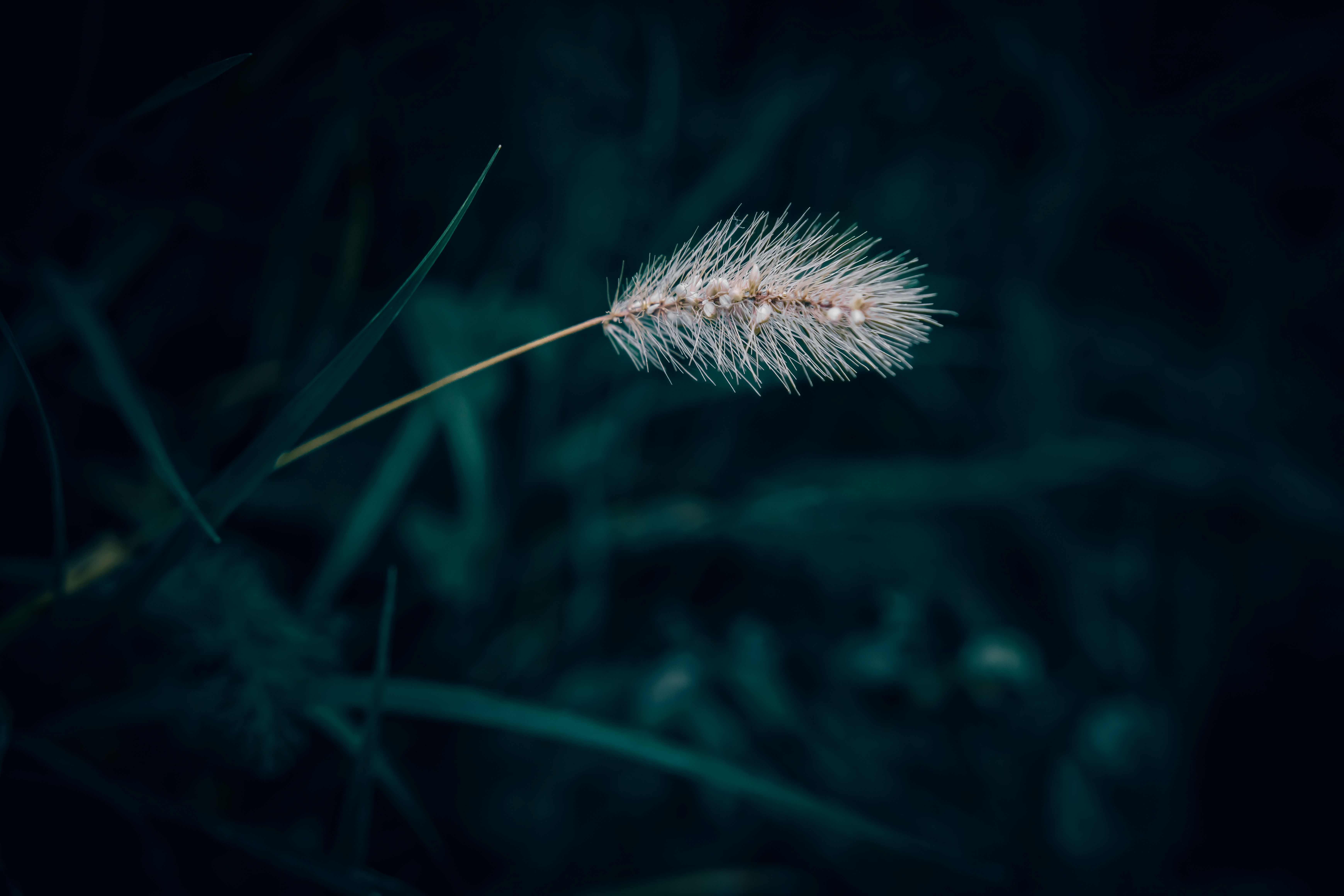 Top Limited Edition Nature Photography Prints to Collect in 2026