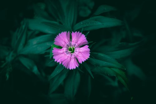 Free Close-up view of a vibrant pink flower blossom surrounded by dark green leaves. Stock Photo