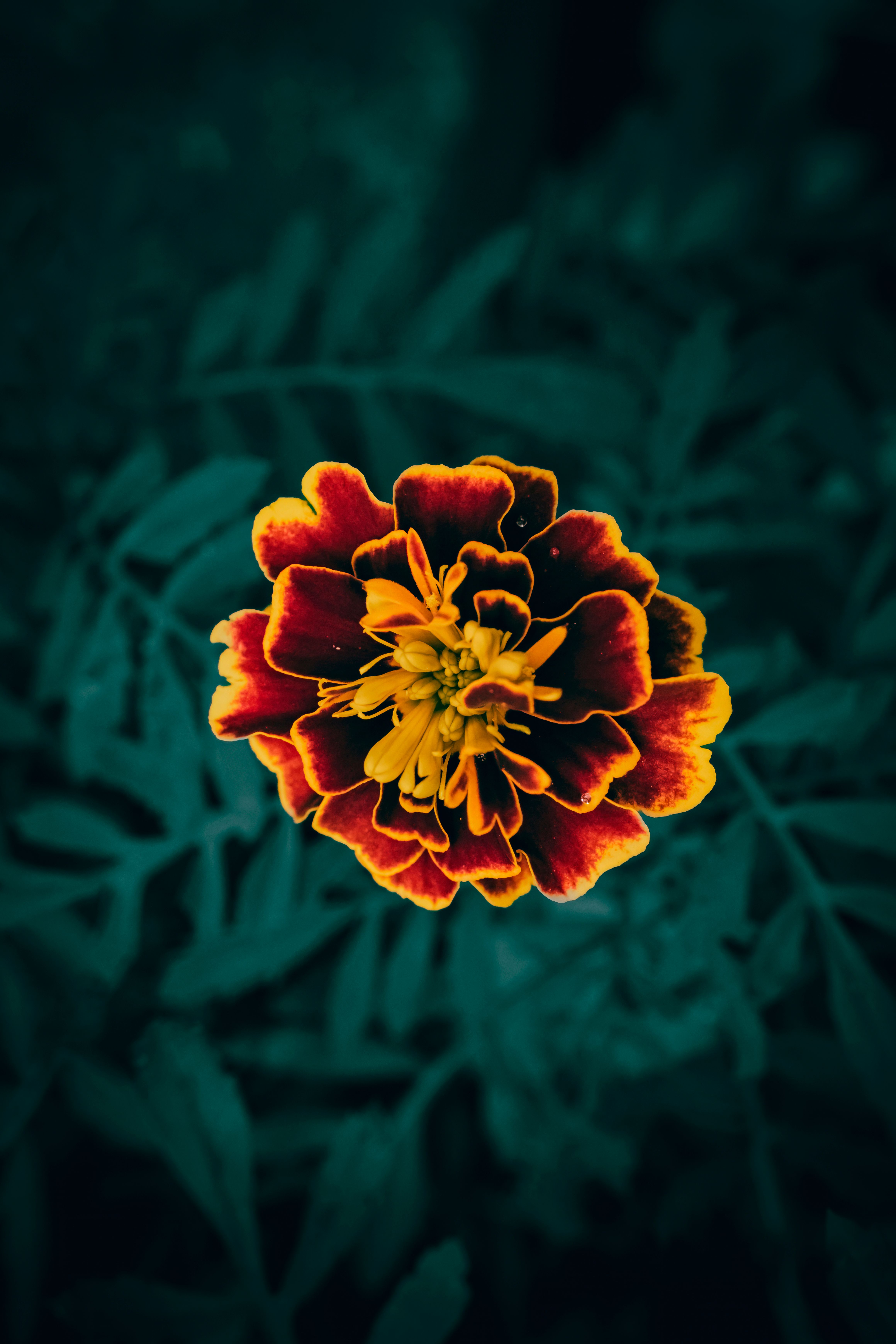 Close-Up of Vibrant Marigold Flower in Bloom
