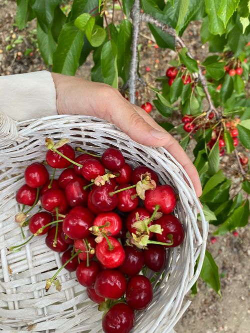 Free Hand holding a white basket full of ripe red cherries, freshly picked from a cherry tree. Stock Photo