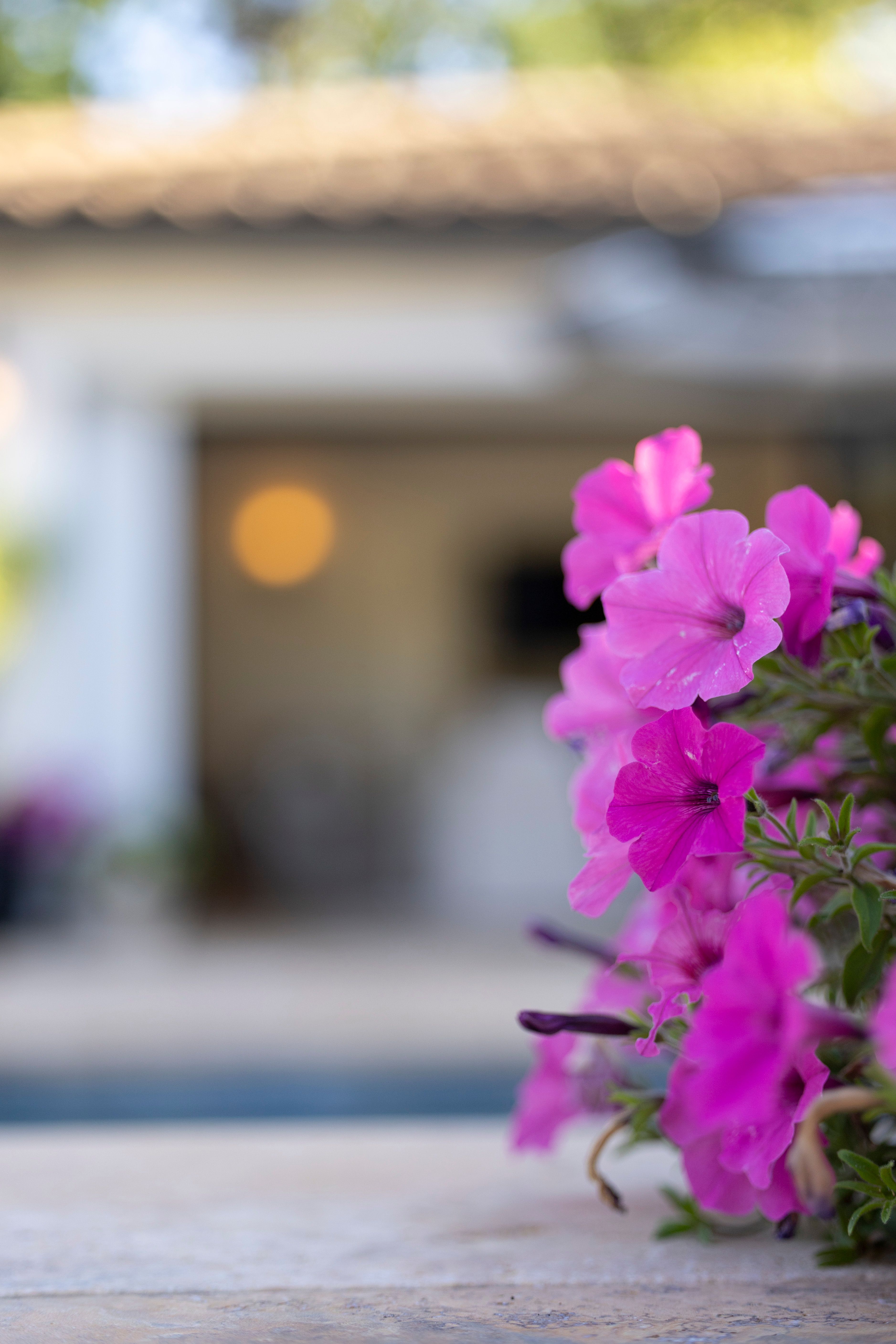 [ColoSach]-close-up-of-vibrant-pink-petunias-with-a-blurred-home-background,-capturing-the-essence-of-summer.